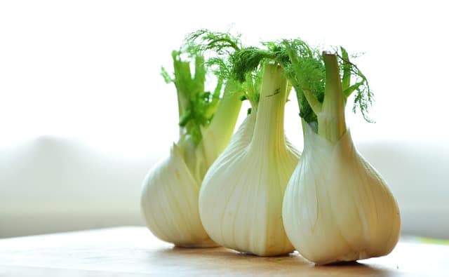 fennel 1311691 640