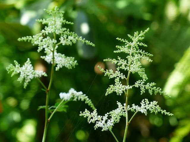 forest goats beard 167247 640