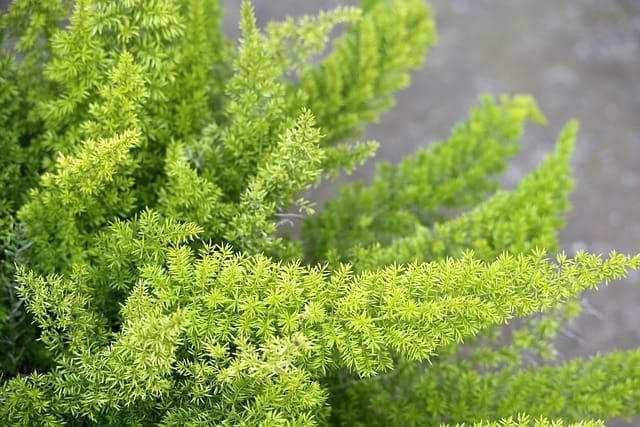 foxtail fern 3673000 640