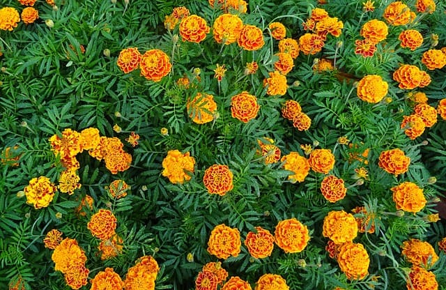 french marigold 1225611 640