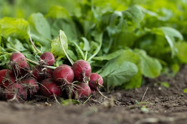 garden radish 7300875 640