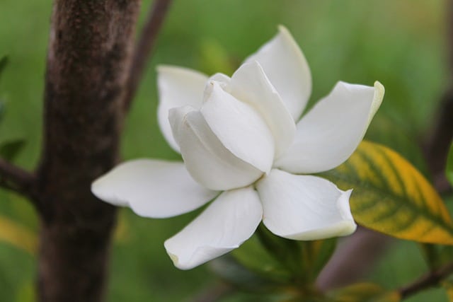 gardenia 139277 640