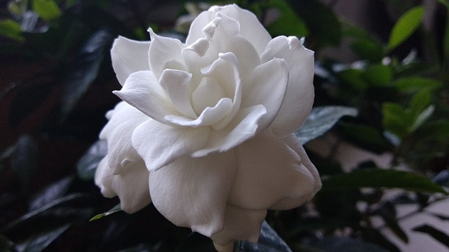 gardenia jasminoides g2fcbcdc99 640