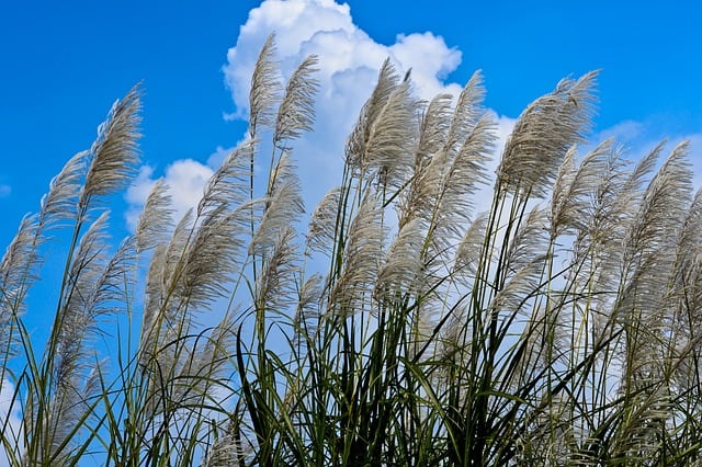 giant reed 5110318 640