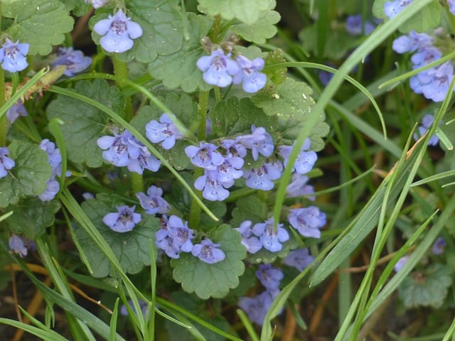 ground ivy 116261 640