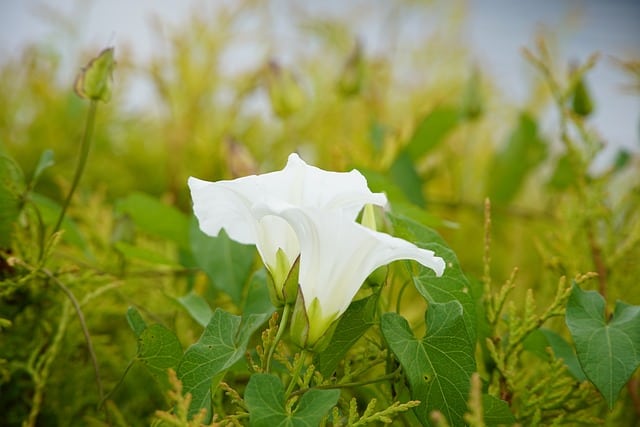 hedge bindweeds 5557594 640