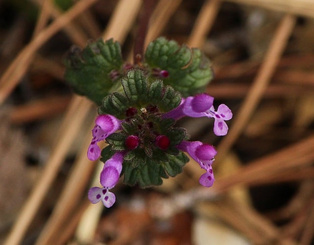 henbit 101575 640