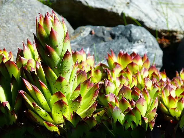 hens and chicks succulent 207616 640