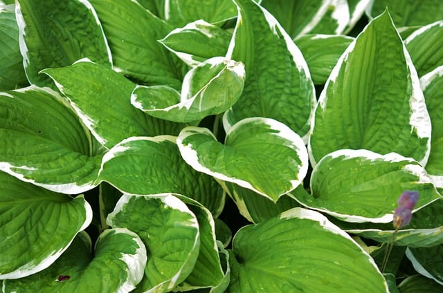 hosta ga7875af20 640