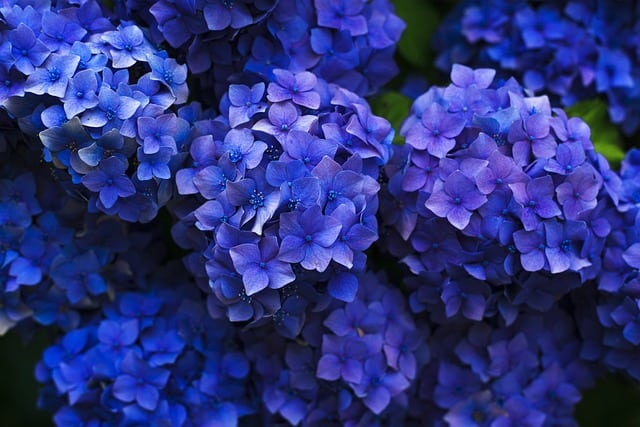 hydrangeas 1851481 640