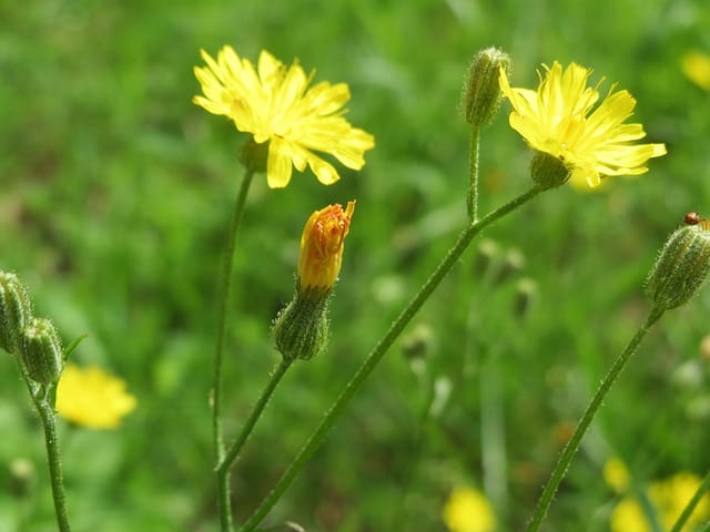 hypochaeris radicata 855538 640