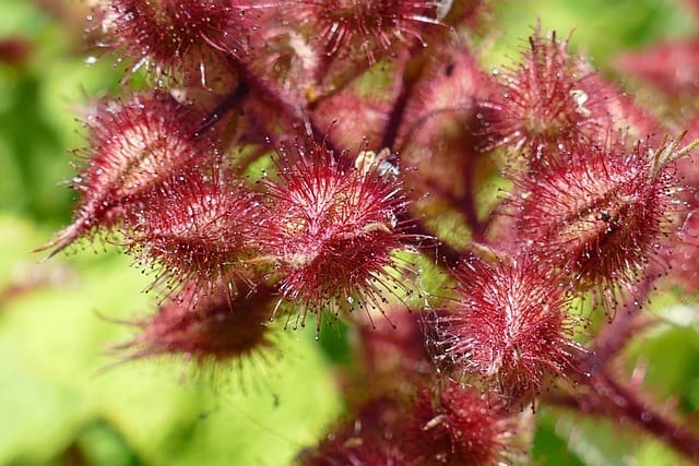 japanese wineberry 7278050 640