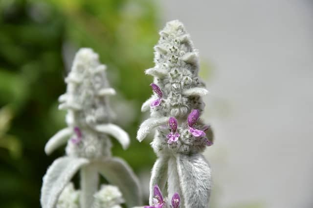 lambs ear 6478185 640