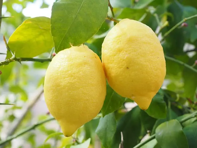 lemon g1ae8828ae 640