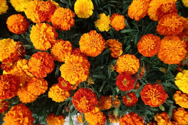 marigold gc525bbae0 640