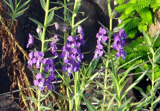 narrowleaf angelonia 343560 640