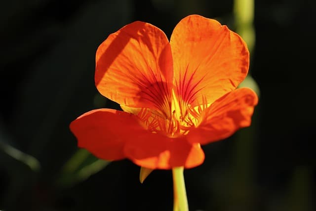 nasturtiums 4557186 640