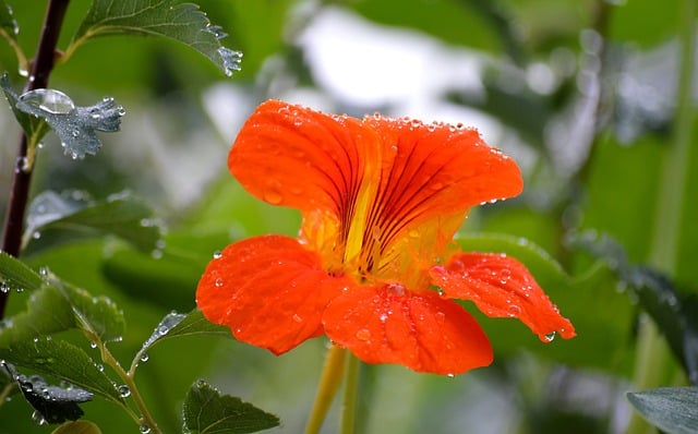 Nasturtium Companion Plants