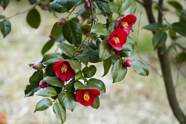 Companion Plants for Camellias