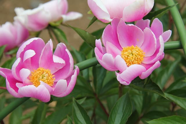 paeonia lactiflora 3085473 640