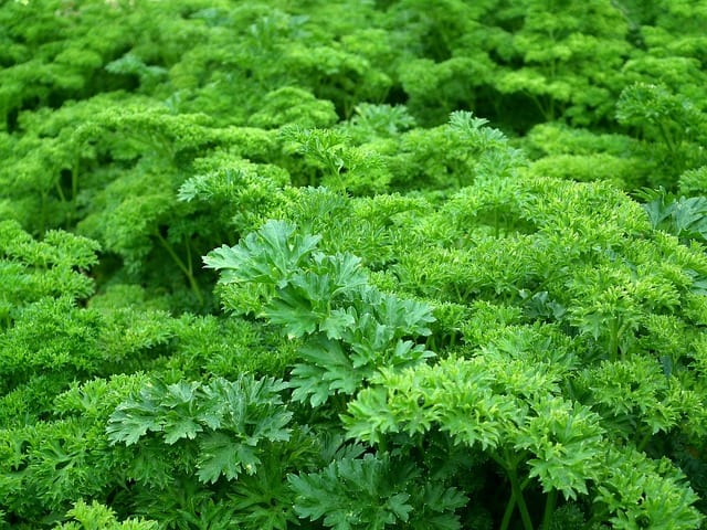 parsley 261039 640