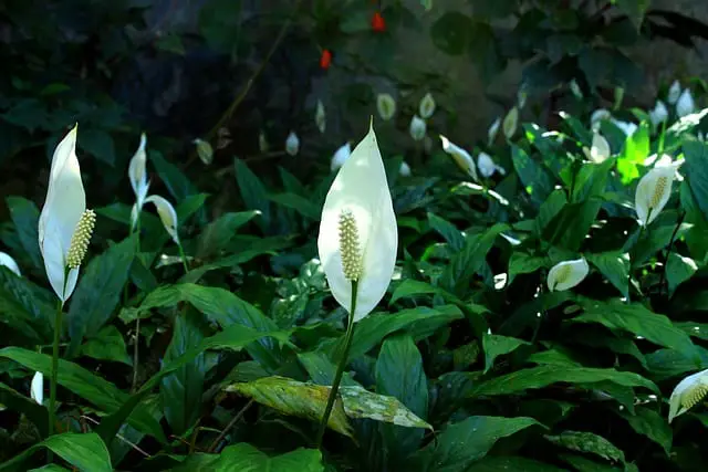 Plants That Look Like Peace Lily