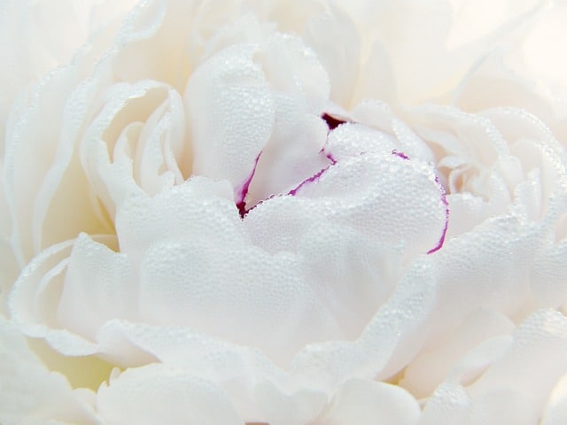 peony 4287589 640