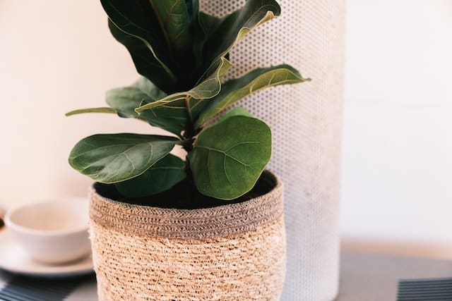 Do Fiddle Leaf Figs Like to Be Root Bound?