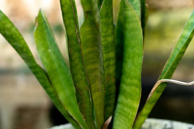 Snake Plant Mushy Leaves