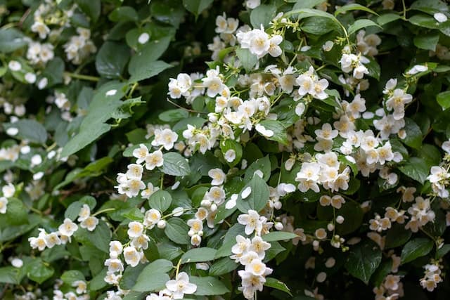 Jasmine Vs Gardenia