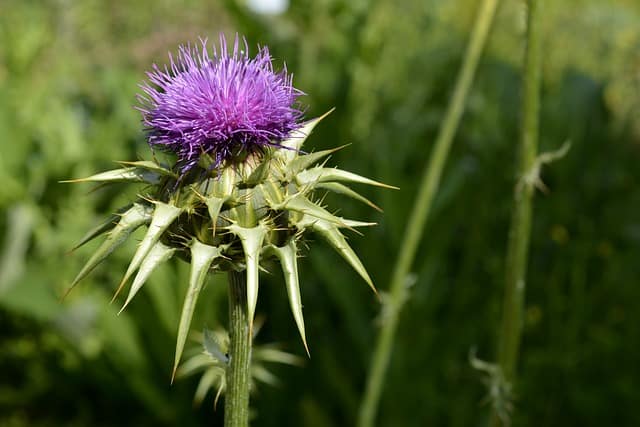 pickled thistle 2383849 640