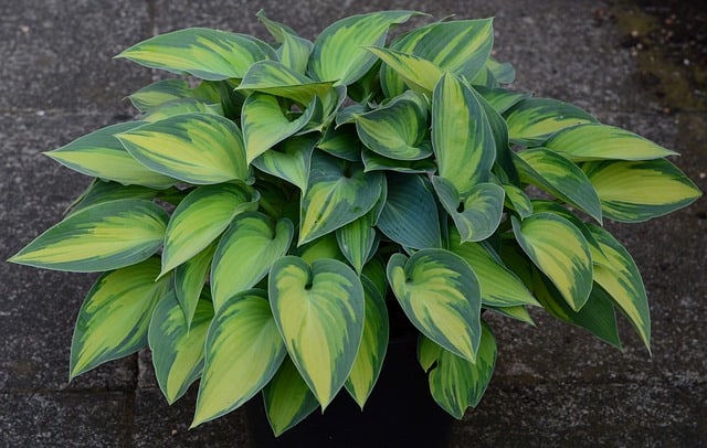 Plants Similar To Hostas That Like Sun