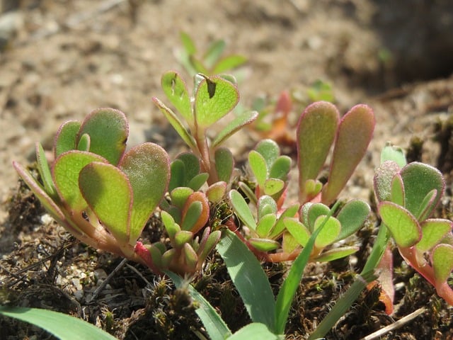 portulaca oleracea 855543 640