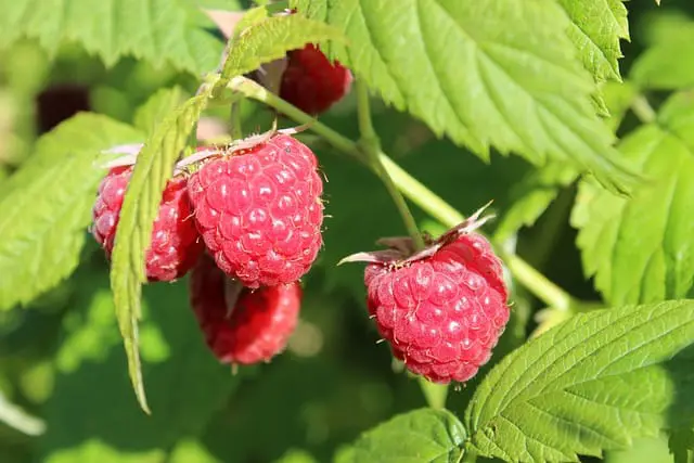 Plants That Look Like Raspberries