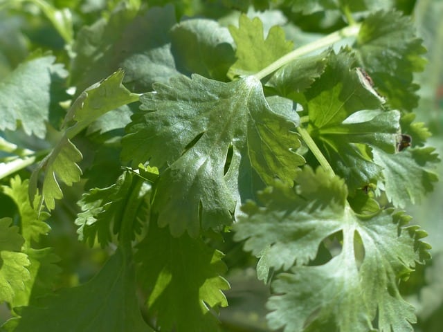 real coriander 115372 640