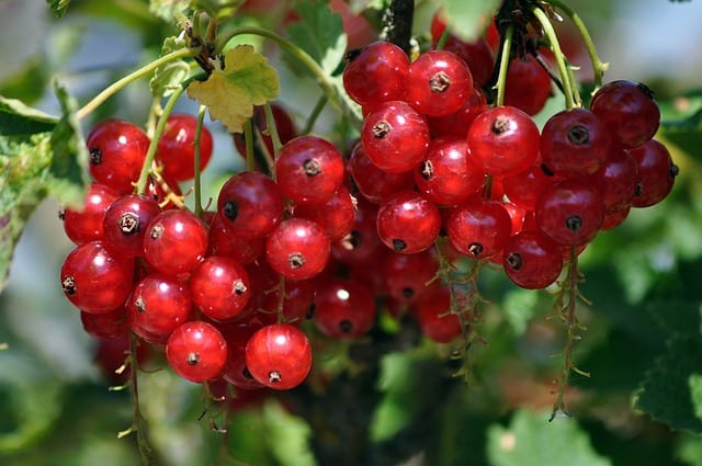 redcurrants 7337364 640