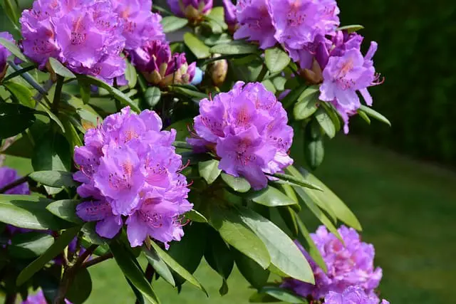 rhododendron 3411826 640