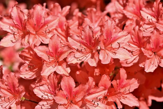 rhododendrons 3431253 640