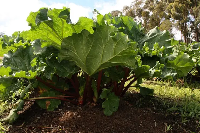 rhubarb plant 1406455 640 1