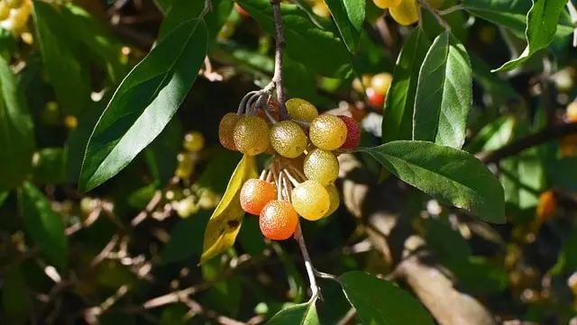 ripening autumn olive berries 2662887 640