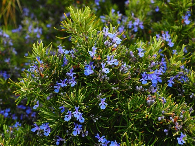 rosemary 1090419 640 1