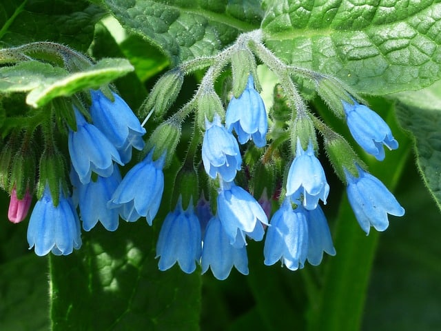 rough comfrey 115168 640