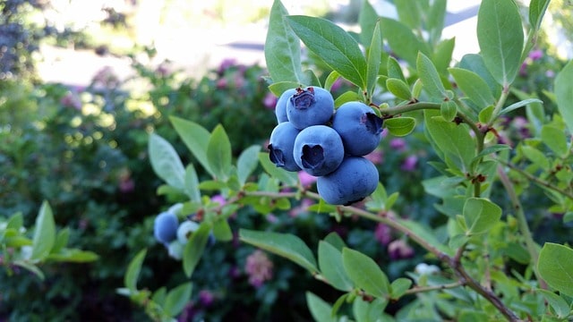 Blueberry Companion Plants