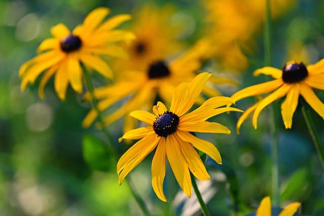 rudbeckia 3576379 640