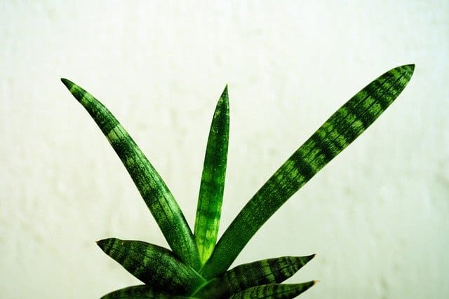 sansevieria g0f8048060 640