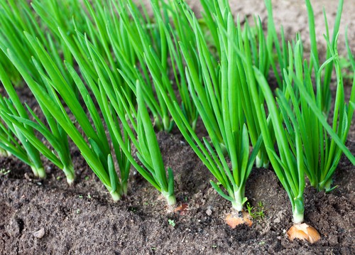 Scallion Companion Plants 