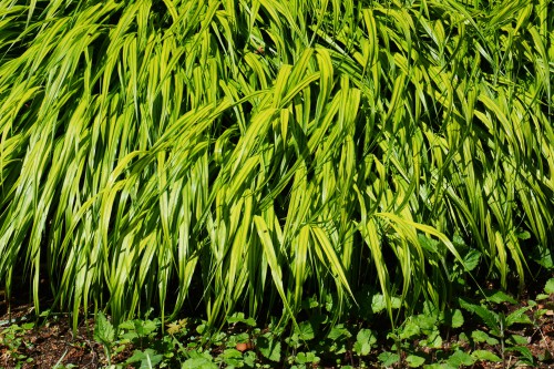 Japanese Forest Grass Companion Plants