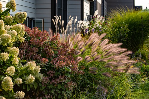 Image of Firepower nandina and hellebores companion plants