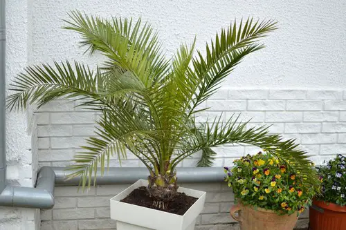 Majesty Palm Vs Areca Palm