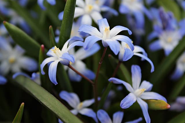 star hyacinth 5949800 640